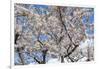 Blooming cherry tree, Motomachi district, Hakodate, Hokkaido, Japan, Asia-Michael Runkel-Framed Photographic Print