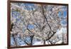 Blooming cherry tree, Motomachi district, Hakodate, Hokkaido, Japan, Asia-Michael Runkel-Framed Photographic Print