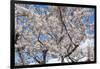 Blooming cherry tree, Motomachi district, Hakodate, Hokkaido, Japan, Asia-Michael Runkel-Framed Photographic Print