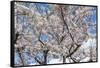 Blooming cherry tree, Motomachi district, Hakodate, Hokkaido, Japan, Asia-Michael Runkel-Framed Stretched Canvas