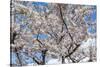 Blooming cherry tree, Motomachi district, Hakodate, Hokkaido, Japan, Asia-Michael Runkel-Stretched Canvas