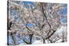 Blooming cherry tree, Motomachi district, Hakodate, Hokkaido, Japan, Asia-Michael Runkel-Stretched Canvas