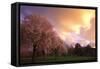 Blooming Cherry Trees at Sunset-Craig Tuttle-Framed Stretched Canvas