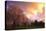 Blooming Cherry Trees at Sunset-Craig Tuttle-Stretched Canvas