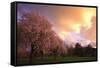 Blooming Cherry Trees at Sunset-Craig Tuttle-Framed Stretched Canvas