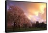 Blooming Cherry Trees at Sunset-Craig Tuttle-Framed Stretched Canvas