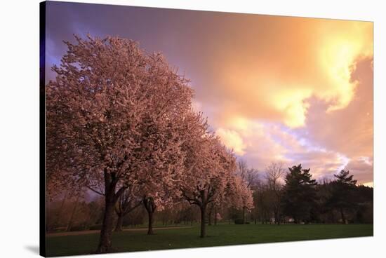 Blooming Cherry Trees at Sunset-Craig Tuttle-Stretched Canvas