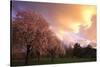 Blooming Cherry Trees at Sunset-Craig Tuttle-Stretched Canvas