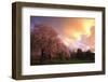 Blooming Cherry Trees at Sunset-Craig Tuttle-Framed Photographic Print