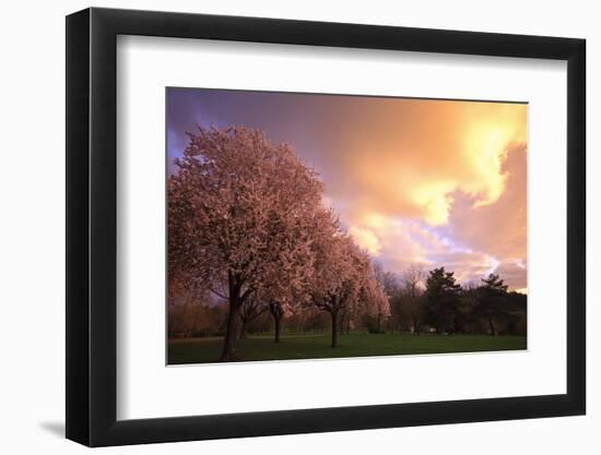 Blooming Cherry Trees at Sunset-Craig Tuttle-Framed Photographic Print