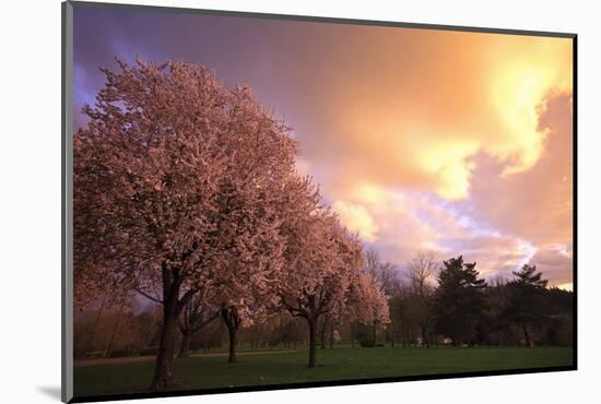 Blooming Cherry Trees at Sunset-Craig Tuttle-Mounted Photographic Print