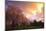 Blooming Cherry Trees at Sunset-Craig Tuttle-Mounted Photographic Print