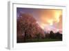 Blooming Cherry Trees at Sunset-Craig Tuttle-Framed Photographic Print