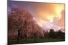 Blooming Cherry Trees at Sunset-Craig Tuttle-Mounted Photographic Print