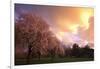 Blooming Cherry Trees at Sunset-Craig Tuttle-Framed Photographic Print