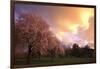 Blooming Cherry Trees at Sunset-Craig Tuttle-Framed Photographic Print