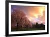 Blooming Cherry Trees at Sunset-Craig Tuttle-Framed Photographic Print