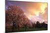 Blooming Cherry Trees at Sunset-Craig Tuttle-Mounted Photographic Print