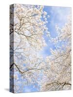 Blooming Cherry Trees in the Quad on the University of Washington Campus in Seattle, Washington.-Ethan Welty-Stretched Canvas