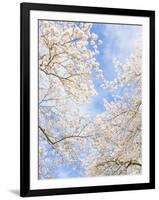 Blooming Cherry Trees in the Quad on the University of Washington Campus in Seattle, Washington.-Ethan Welty-Framed Photographic Print