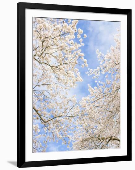 Blooming Cherry Trees in the Quad on the University of Washington Campus in Seattle, Washington.-Ethan Welty-Framed Photographic Print
