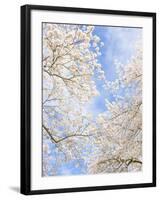 Blooming Cherry Trees in the Quad on the University of Washington Campus in Seattle, Washington.-Ethan Welty-Framed Photographic Print