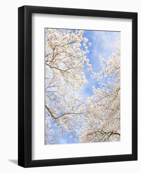 Blooming Cherry Trees in the Quad on the University of Washington Campus in Seattle, Washington.-Ethan Welty-Framed Photographic Print