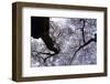 Blooming Cherry Trees Spike the Sky-Dmitri Kotchetov-Framed Photographic Print