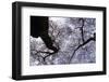 Blooming Cherry Trees Spike the Sky-Dmitri Kotchetov-Framed Photographic Print