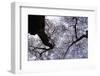 Blooming Cherry Trees Spike the Sky-Dmitri Kotchetov-Framed Photographic Print