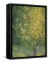 Blooming Chestnut Tree-Alexander Yakovlevich Golovin-Framed Stretched Canvas
