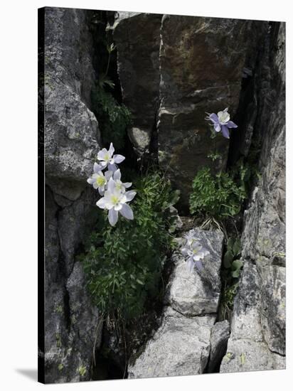 Blooming Columbine, Colorado-Michael Brown-Stretched Canvas