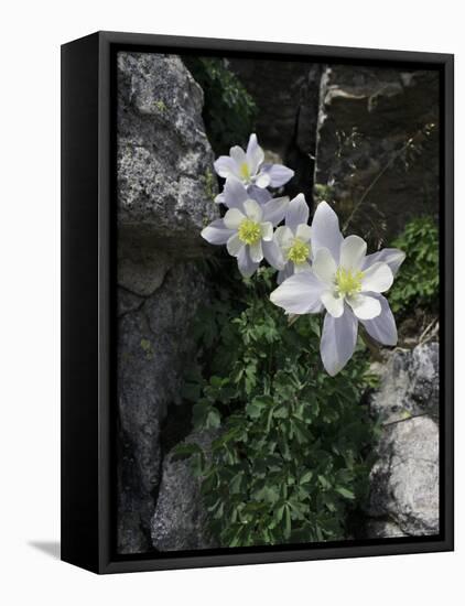 Blooming Columbine, Colorado-Michael Brown-Framed Stretched Canvas