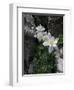 Blooming Columbine, Colorado-Michael Brown-Framed Premium Photographic Print