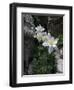 Blooming Columbine, Colorado-Michael Brown-Framed Photographic Print