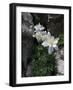 Blooming Columbine, Colorado-Michael Brown-Framed Photographic Print