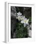 Blooming Columbine, Colorado-Michael Brown-Framed Photographic Print