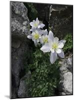 Blooming Columbine, Colorado-Michael Brown-Mounted Photographic Print