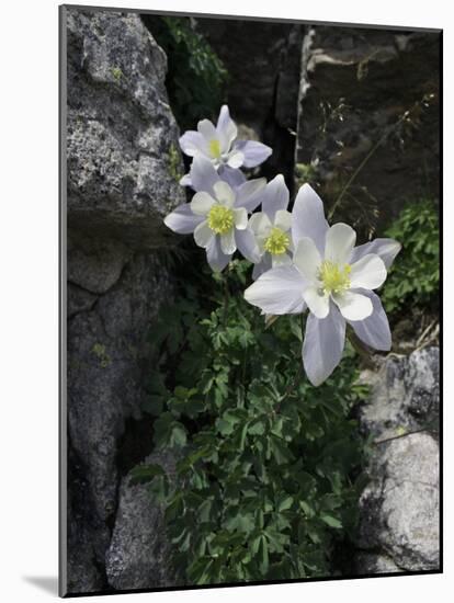 Blooming Columbine, Colorado-Michael Brown-Mounted Photographic Print