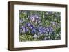 Blooming columbine, Longwood Gardens, Pennsylvania-Darrell Gulin-Framed Photographic Print