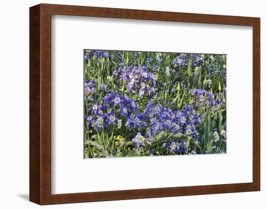 Blooming columbine, Longwood Gardens, Pennsylvania-Darrell Gulin-Framed Photographic Print