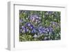 Blooming columbine, Longwood Gardens, Pennsylvania-Darrell Gulin-Framed Photographic Print