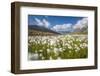 Blooming cotton grass, Stelvio National Park, Sondrio province, Valtellina valley, Lombardy, Italy-ClickAlps-Framed Photographic Print