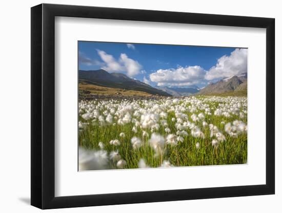 Blooming cotton grass, Stelvio National Park, Sondrio province, Valtellina valley, Lombardy, Italy-ClickAlps-Framed Photographic Print