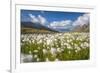 Blooming cotton grass, Stelvio National Park, Sondrio province, Valtellina valley, Lombardy, Italy-ClickAlps-Framed Photographic Print