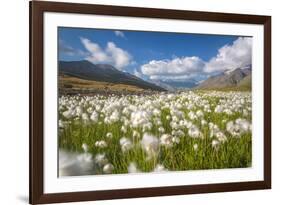 Blooming cotton grass, Stelvio National Park, Sondrio province, Valtellina valley, Lombardy, Italy-ClickAlps-Framed Photographic Print