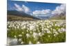 Blooming cotton grass, Stelvio National Park, Sondrio province, Valtellina valley, Lombardy, Italy-ClickAlps-Mounted Photographic Print