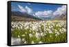 Blooming cotton grass, Stelvio National Park, Sondrio province, Valtellina valley, Lombardy, Italy-ClickAlps-Framed Stretched Canvas