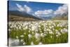 Blooming cotton grass, Stelvio National Park, Sondrio province, Valtellina valley, Lombardy, Italy-ClickAlps-Stretched Canvas