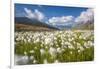 Blooming cotton grass, Stelvio National Park, Sondrio province, Valtellina valley, Lombardy, Italy-ClickAlps-Framed Photographic Print